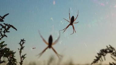Örümcek Argiope bruennichi (eşekarısı örümceği) ağda