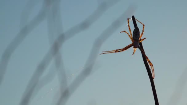 Spider Argiope Bruennichi Araña Avispa Web — Vídeo de stock