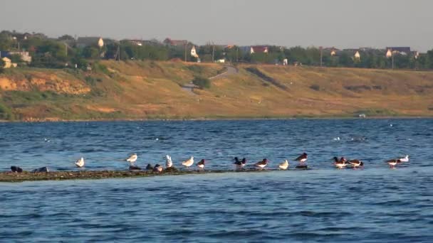 Vadon Élő Madarak Pihennek Homokos Szigeteken Tiligul Torkolat Ukrajna — Stock videók