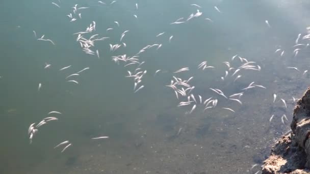 Muerte Los Peces Atherina Depósito Natural Falta Oxígeno Problema Ambiental — Vídeo de stock