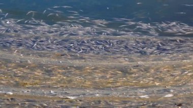 Atherina Sp balığının ölümü. Doğal bir su deposunda. Oksijen eksikliği, çevresel bir sorun. Tiligul haliçleri, Ukrayna