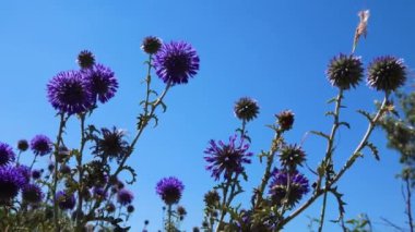 Mavi gökyüzünün arka planında yankılanan çiçekler, Ukrayna