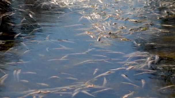 Muerte Los Peces Atherina Depósito Natural Falta Oxígeno Problema Ambiental — Vídeo de stock