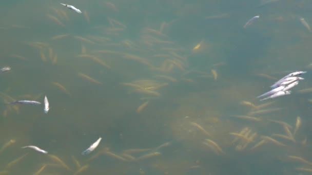 Гибель Рыбы Atherina Естественном Водохранилище Недостаток Кислорода Экологическая Проблема Тилигульский — стоковое видео