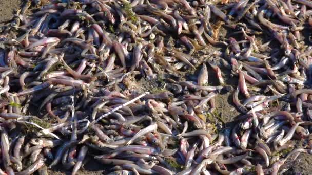 Muerte Los Peces Atherina Depósito Natural Falta Oxígeno Problema Ambiental — Vídeo de stock