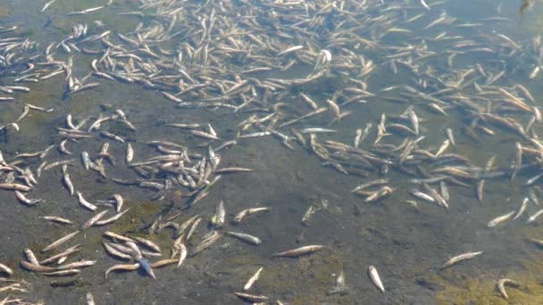 Muerte Los Peces Atherina Depósito Natural Falta Oxígeno Problema Ambiental — Vídeo de stock