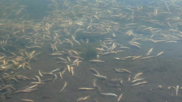 Muerte Los Peces Atherina Depósito Natural Falta Oxígeno Problema Ambiental — Vídeos de Stock