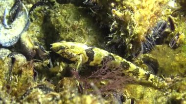 Botton dilinde Tubenose goby (Proterorhinus marmorayus)