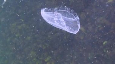 Karadeniz faunası. Aurelia aurita (Ay denizanası, Ay denizanası, yaygın denizanası, veya çay tabağı denizanası)