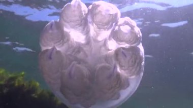 Karadeniz 'de (Rhizostoma pulmo) suyun kalınlığında yüzen denizanası, yaygın olarak fırfırlı ağızlı denizanası olarak bilinir.)