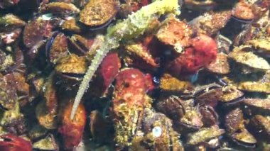 Kısa burunlu deniz atı (Hipokampus hipokampüsü), Mytilus dörtnala koşar adım. Karadeniz. 