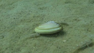 Donax trunculus. Deniz tarağı kendini kuma gömer. Karadeniz.