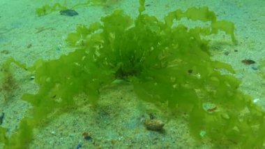 Karadeniz 'in yosunları. Karadeniz 'deki deniz tabanında bulunan yeşil yosunlar (Ulva, Enteromorpha)