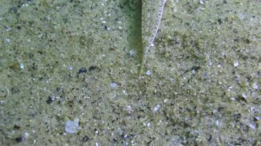 Denizci ejderhası (Callionymus pusillus). Karadeniz