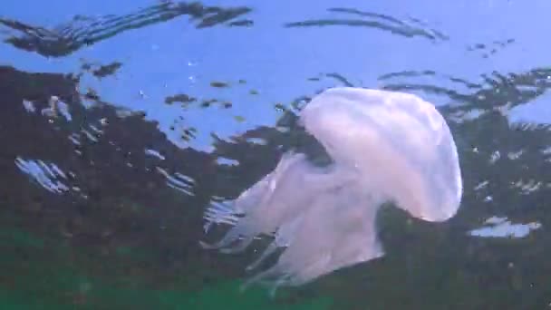 黒海の水の厚さに浮かぶ Rizostoma Pulmo 一般的にバレルクラゲとして知られています — ストック動画