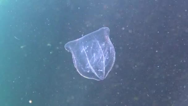 Ctenophores Rovfisk Kammanet Inkräktare Svarta Havet Maneter Beroe Ovate Sluka — Stockvideo