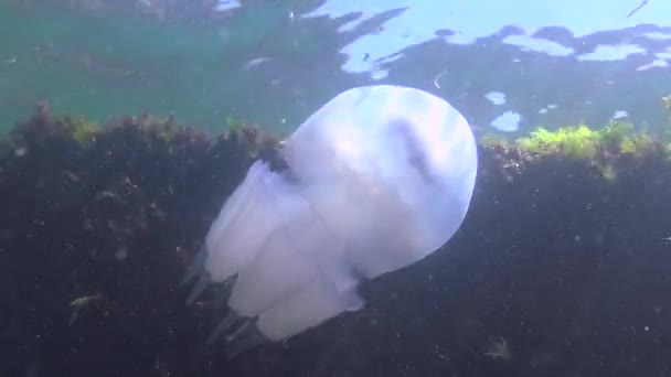 Flutuando Espessura Água Mar Negro Rhizostoma Pulmo Vulgarmente Conhecido Como — Vídeo de Stock