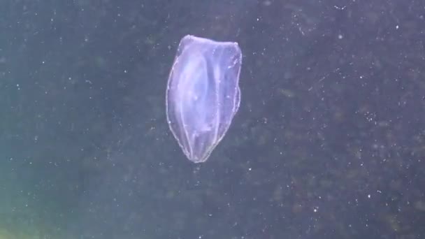 Ctenophores Predatory Comb Jellyfish Invader Black Sea Jellyfish Beroe Ovate — Stock Video