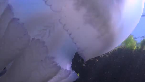 Flotando Espesor Del Agua Mar Negro Rhizostoma Pulmo Comúnmente Conocido — Vídeo de stock