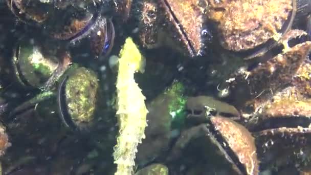 Kurzschnauziges Seepferdchen Hippocampus Hippocampus Weichtier Mytilus Galloprovincialis Schwarzes Meer — Stockvideo