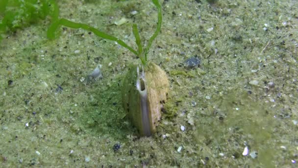 Mollusque Chamelea Gallina Sur Lequel Poussent Les Algues Vertes Vit — Video