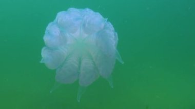 Karadeniz 'de (Rhizostoma pulmo) suyun kalınlığında yüzen denizanası, yaygın olarak fırfırlı ağızlı denizanası olarak bilinir.)
