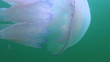 Karadeniz 'de (Rhizostoma pulmo) suyun kalınlığında yüzen denizanası, yaygın olarak fırfırlı ağızlı denizanası olarak bilinir.)