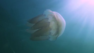 Karadeniz 'de (Rhizostoma pulmo) suyun kalınlığında yüzen denizanası, yaygın olarak fırfırlı ağızlı denizanası olarak bilinir.)