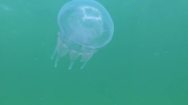 Karadeniz 'de (Rhizostoma pulmo) suyun kalınlığında yüzen denizanası, yaygın olarak fırfırlı ağızlı denizanası olarak bilinir.)