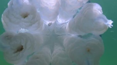 Dokunaçlara yakın çekim. Kalınlıkta yüzen (Rhizostoma pulmo), genellikle varil denizanası, fırfırlı ağızlı denizanası olarak bilinir). Karadeniz 