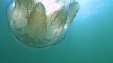 Dokunaçlara yakın çekim. Kalınlıkta yüzen (Rhizostoma pulmo), genellikle varil denizanası, fırfırlı ağızlı denizanası olarak bilinir). Karadeniz 