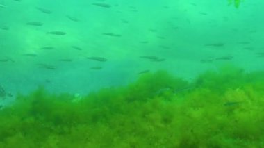 Küçük bir balık sürüsü Atherina Sp. Yeşil yosunların üzerinde. Karadeniz