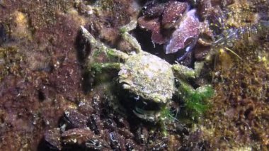 Brachinotus sexdentatus, midyelerin arasında saklanan küçük yengeçler. Karadeniz
