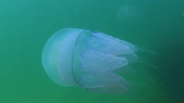 Плавающий Толщине Воды Черном Море Rhizostoma Pulmo Широко Известный Баррель — стоковое видео