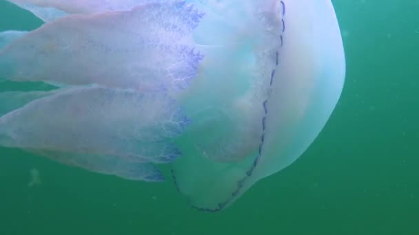 Schwimmen Der Dicke Des Wassers Schwarzen Meer Rhizostoma Pulmo Allgemein — Stockvideo