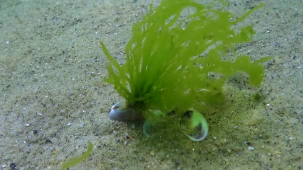 Донакс Транкулус Моллюск Зарывается Песок Черное Море — стоковое видео