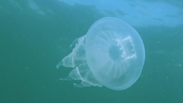 Flutuando Espessura Água Mar Negro Rhizostoma Pulmo Vulgarmente Conhecido Como — Vídeo de Stock