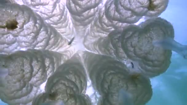 Primer Plano Los Tentáculos Flotando Espesor Rhizostoma Pulmo Comúnmente Conocido — Vídeos de Stock