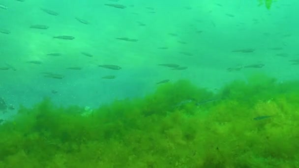 Flock Små Fiskar Atherina Över Gröna Alger Svarta Havet — Stockvideo