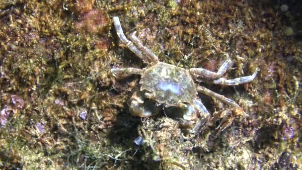 Brachinotus Sexdentatus Kleine Krebse Verstecken Sich Zwischen Muscheln Schwarzes Meer — Stockvideo