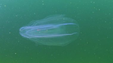 Ctenophorlar, Karadeniz 'in taraklı istilacısı, denizanası Mnemiopsis leyleği. Karadeniz