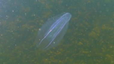 Ctenophorlar, Karadeniz 'in taraklı istilacısı, denizanası Mnemiopsis leyleği. Karadeniz