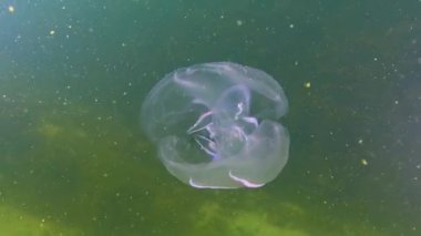 Ctenophorlar, Karadeniz 'in taraklı istilacısı, denizanası Mnemiopsis leyleği. Karadeniz