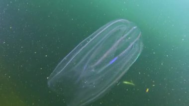 Ctenophorlar, Karadeniz 'in taraklı istilacısı, denizanası Mnemiopsis leyleği. Karadeniz