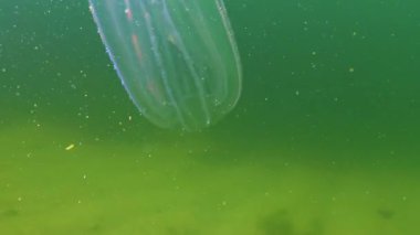 Ctenophorlar, Karadeniz 'in taraklı istilacısı, denizanası Mnemiopsis leyleği. Karadeniz