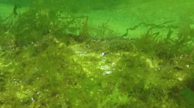 Deniz tabanında karides (Palaemon adspersus) yaygın olarak Baltık karidesi, Karadeniz