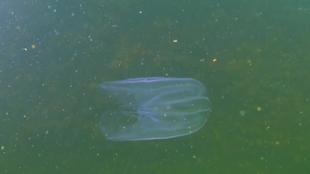 Ctenóforos Pente Invasor Para Mar Negro Medusa Mnemiopsis Leidy Mar — Vídeo de Stock