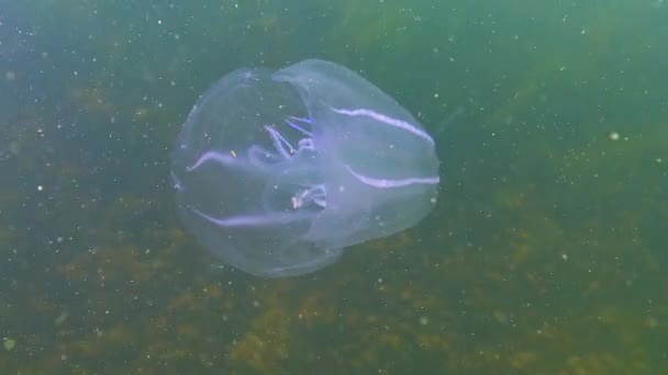 Ctenophorlar Karadeniz Taraklı Istilacısı Denizanası Mnemiopsis Leyleği Karadeniz — Stok video