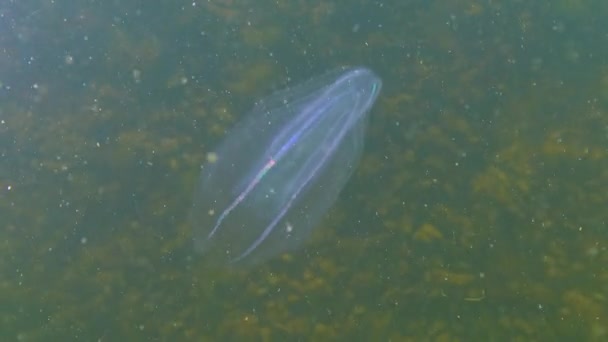 Ctenophores Najeźdźca Grzebienia Morze Czarne Meduza Mnemiopsis Leidy Morze Czarne — Wideo stockowe