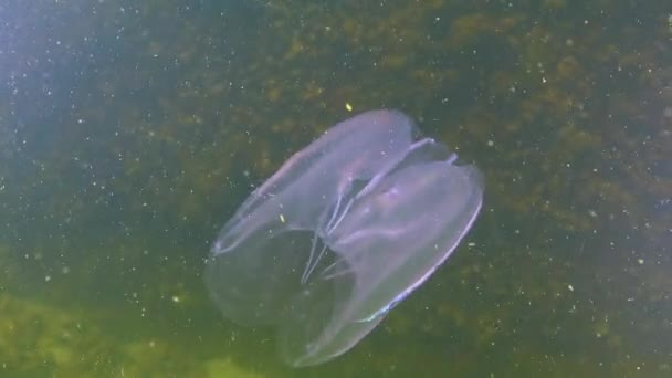 鱼鳞鱼 入侵黑海的梳子 黑海地区 — 图库视频影像